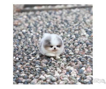 Pomeranian puppy  +1 (346) 645-3299
