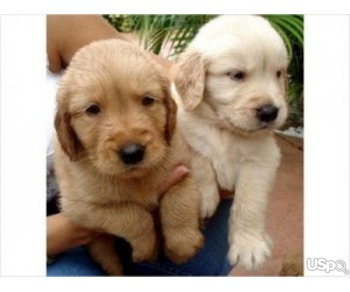 Awesome Golden Retriever Puppies Available For