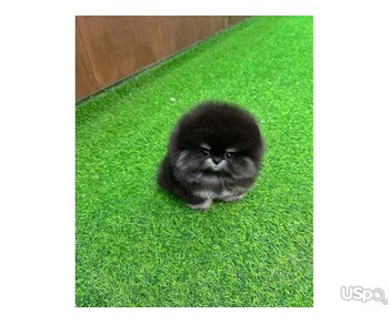 Pomeranian puppy  +1 (346) 645-3299