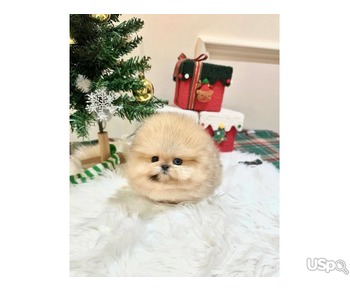 Pomeranian puppy  +1 (346) 645-3299