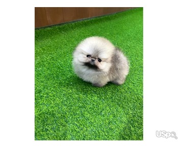 Pomeranian puppy  +1 (346) 645-3299