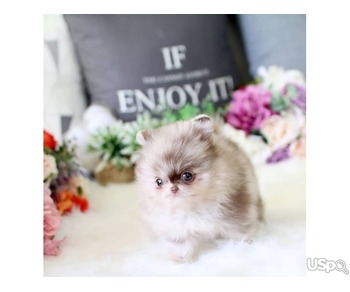 Pomeranian puppies  +1 (346) 645-3299