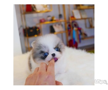 Pomeranian puppies  +1 (346) 645-3299