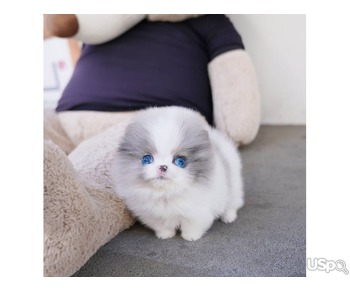 Pomeranian puppies  +1 (346) 645-3299