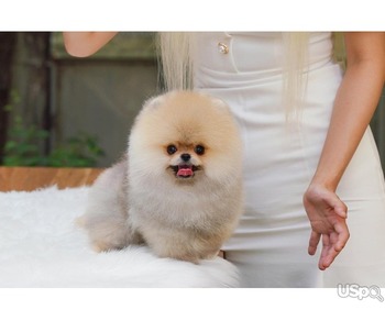 Pomeranian puppies  +1 (346) 645-3299
