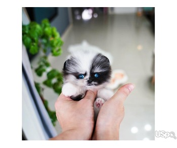 Pomeranian puppies  +1 (346) 645-3299