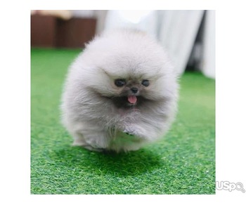 Pomeranian puppies  +1 (346) 645-3299