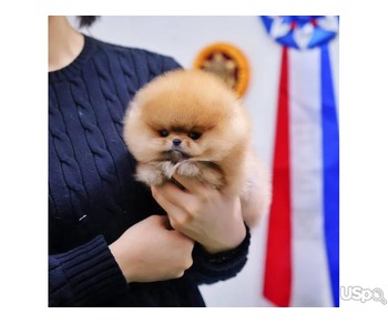 Pomeranian puppies  +1 (346) 645-3299