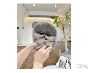 Pomeranian puppies  +1 (346) 645-3299
