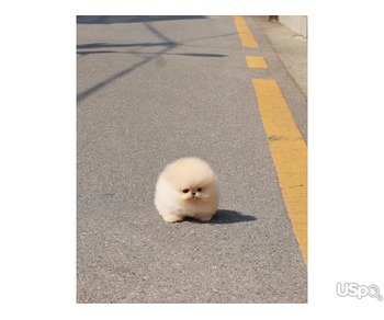 Pomeranian puppies  +1 (346) 645-3299