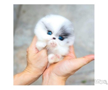 Pomeranian puppies  +1 (346) 645-3299