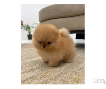 Pomeranian puppies +1 (346) 645-3299
