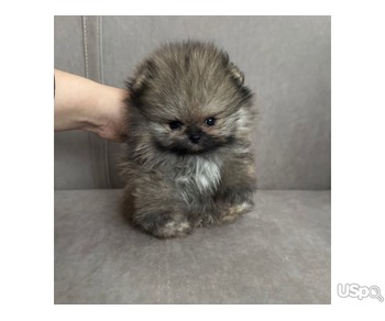 Pomeranian puppies +1 (346) 645-3299