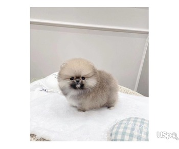 Pomeranian puppies +1 (346) 645-3299