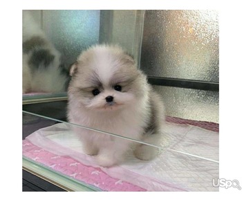 Pomeranian puppies +1 (346) 645-3299