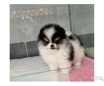 Pomeranian puppies +1 (346) 645-3299