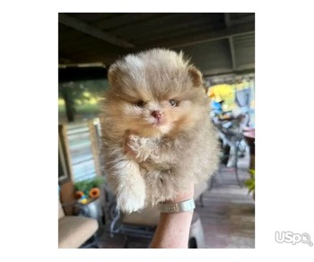 Pomeranian puppy  +1 (346) 645-3299