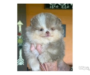 Pomeranian puppy  +1 (346) 645-3299