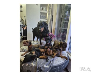 Doberman Available For sale