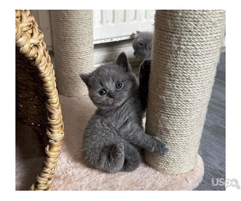 Pure BSH kittens For Sale