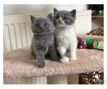 Pure BSH kittens For Sale