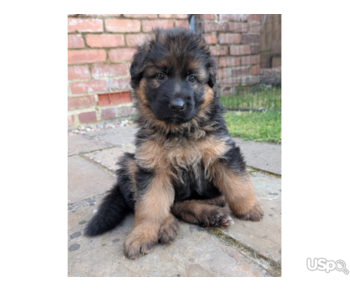German Shepherds