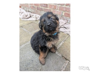 German Shepherds