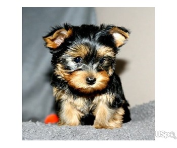 Yorkie puppies WhatsApp:(+63-9455-189-371)