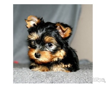 Yorkie puppies WhatsApp:(+63-9455-189-371)