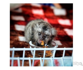Pygmy Finger Marmoset Ready WhatsApp Me :(+63-9455-189-371)