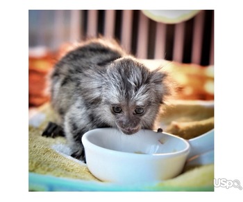 Pygmy Finger Marmoset Ready WhatsApp Me :(+63-9455-189-371)