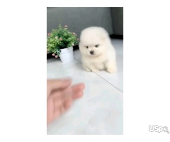Pomeranian puppy for adoption