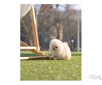 Adorable Pomeranian Puppies Looking for Loving Homes!