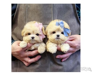 Maltipoo Puppies for Adoption – Healthy, Playful & Ready for New Homes