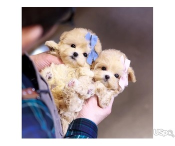 Maltipoo Puppies for Adoption – Healthy, Playful & Ready for New Homes