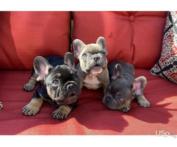 French Bulldog Puppies for Adoption – Healthy, Playful & Ready for New Homes