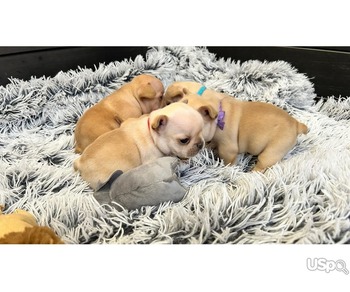 French Bulldog Puppies for Adoption – Healthy, Playful & Ready for New Homes
