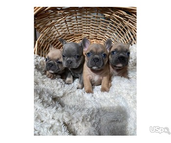 French Bulldog Puppies for Adoption – Healthy, Playful & Ready for New Homes