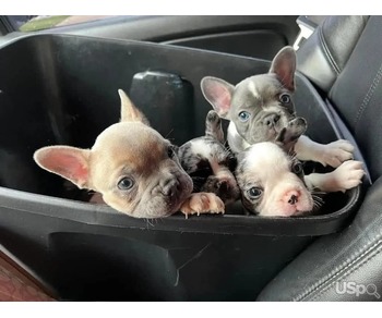 French Bulldog Puppies for Adoption – Healthy, Playful & Ready for New Homes