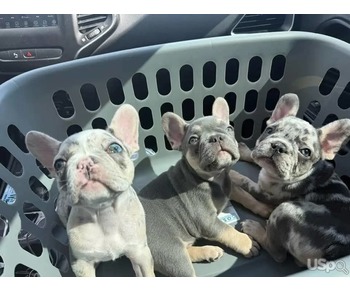 French Bulldog Puppies for Adoption – Healthy, Playful & Ready for New Homes