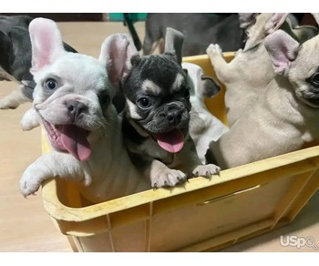 French Bulldog Puppies for Adoption – Healthy, Playful & Ready for New Homes