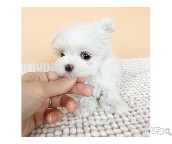 Maltipoo Puppies for Adoption – Healthy, Playful & Ready for New Homes