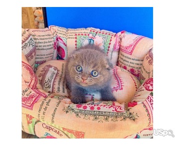 Cute Scottish Fold Female for Sale