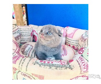 Cute Scottish Fold Female for Sale