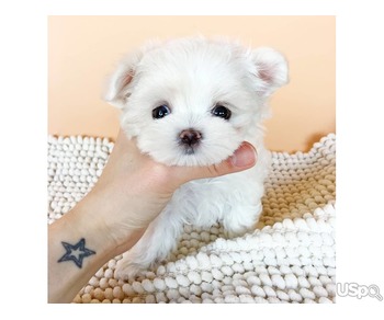 Maltipoo Puppies for Adoption – Healthy, Playful & Ready for New Homes