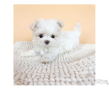 Maltipoo Puppies for Adoption – Healthy, Playful & Ready for New Homes