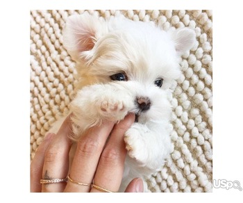 Maltipoo Puppies for Adoption – Healthy, Playful & Ready for New Homes