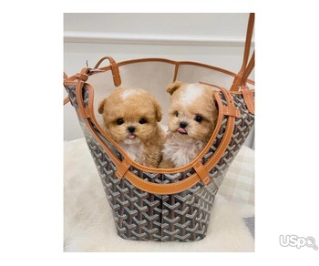 Maltipoo Puppies for Adoption – Healthy, Playful & Ready for New Homes