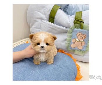 Maltipoo Puppies for Adoption – Healthy, Playful & Ready for New Homes