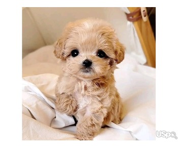 Maltipoo Puppies for Adoption – Healthy, Playful & Ready for New Homes
